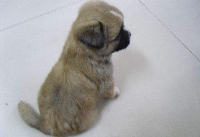 家有雪纳瑞：小灰灰被痛打一顿含冤死去，真相揭开我心酸泪流