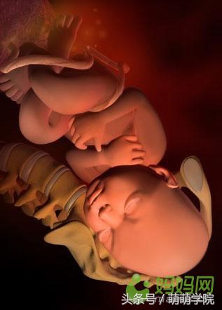 胎儿发育40周全过程b超影像,胎儿1-40周发育过程图高清