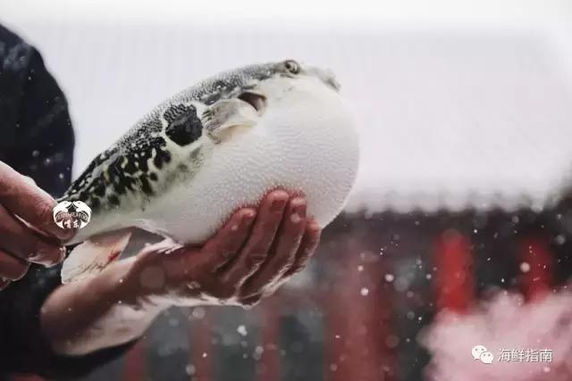 又到吃河鲀的时候了！河鲀起春岸，诱惑正当时