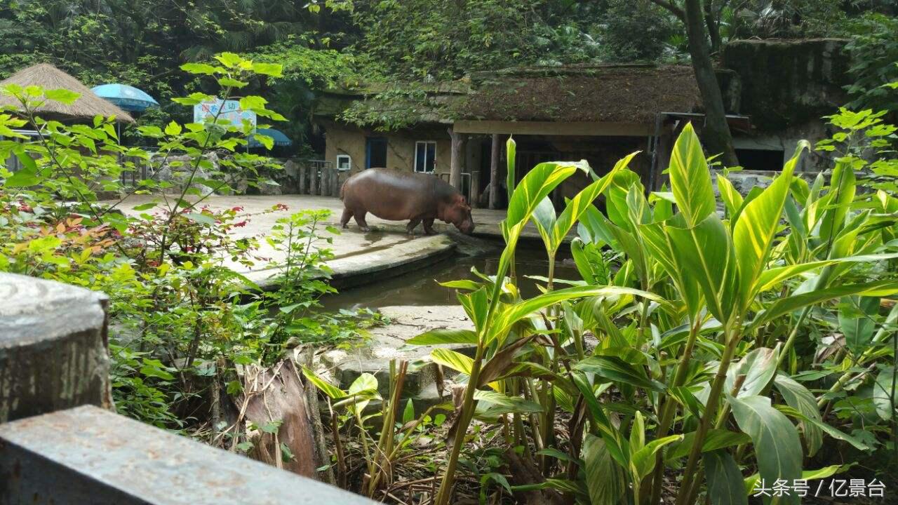 九龙坡网红景点有哪些,九龙坡十大必去景点免费