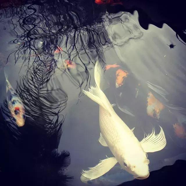 锦鲤水景三月天，赏心悦事别家院