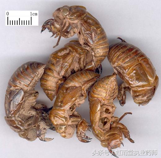 金蝉的养殖方法,金蝉的烹饪方法