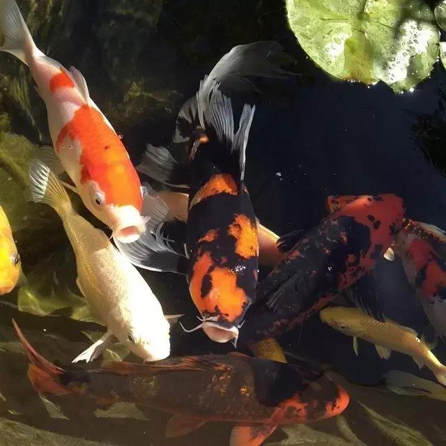 锦鲤水景三月天，赏心悦事别家院