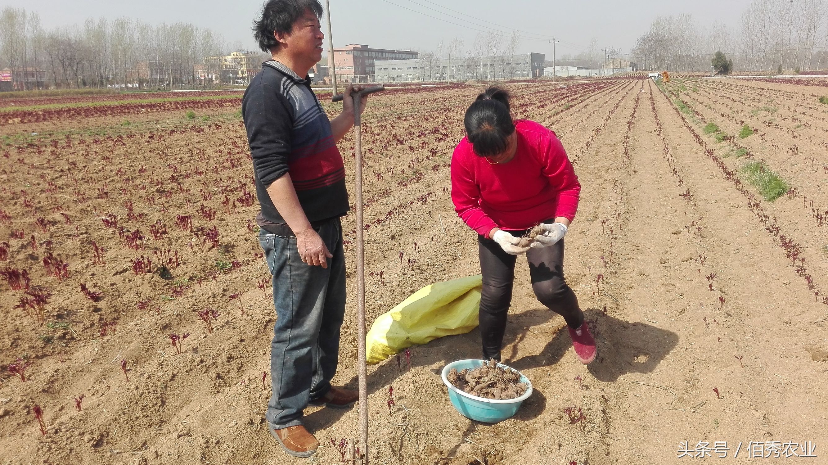 农民靠农业致富的方法,农民靠什么赚钱