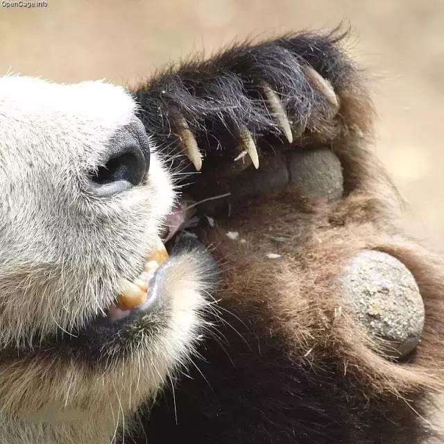熊猫的萌态有多可爱,熊猫是软萌无害的吗