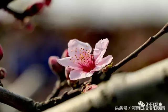 孟津桃花朵朵开，十里芳华等您来！