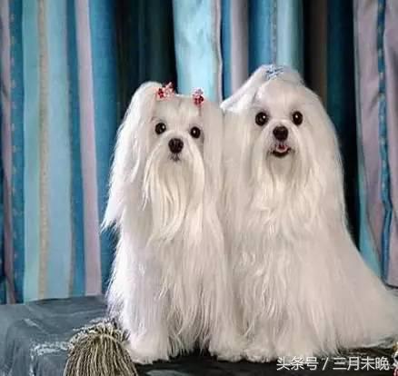 生活中二十种常见狗狗的价格，哪个最名不符实