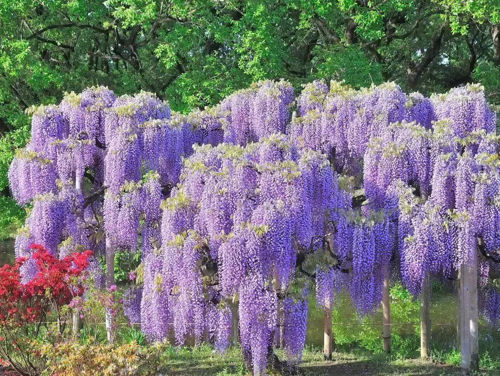 日本樱花之旅,来一场日本樱花之旅