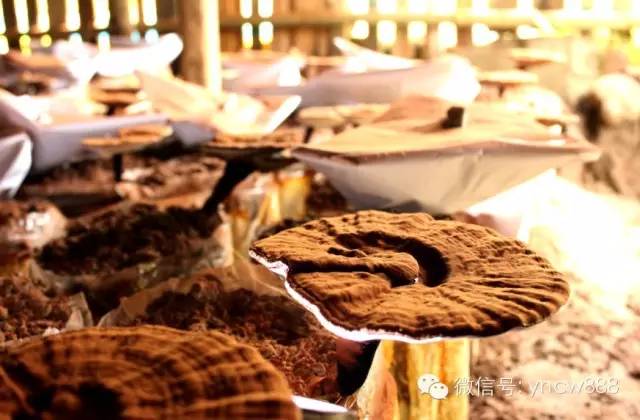 灵芝养生粥的配方,白芨和灵芝牛大力煲汤