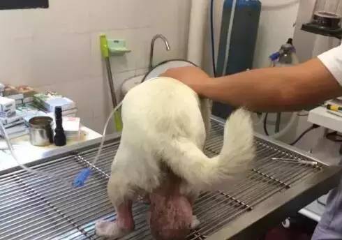 老狗长出巨大肉球,狗狗长了个小肿瘤