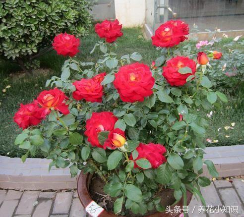 可以长期摆放在室内的花卉有哪些,四种不宜在室内养的花