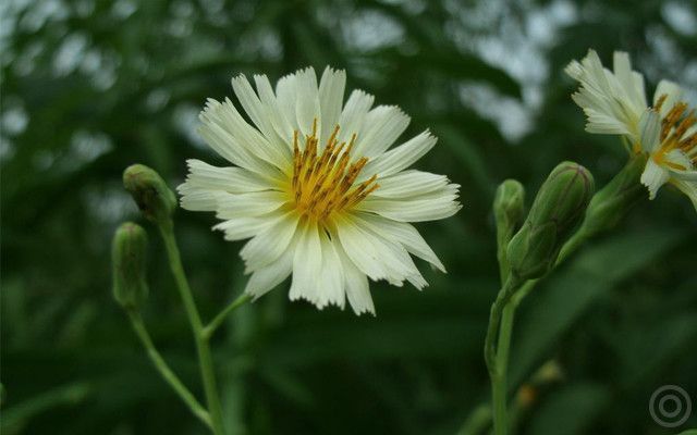 古人不避孕,古代人没有工具怎么避孕