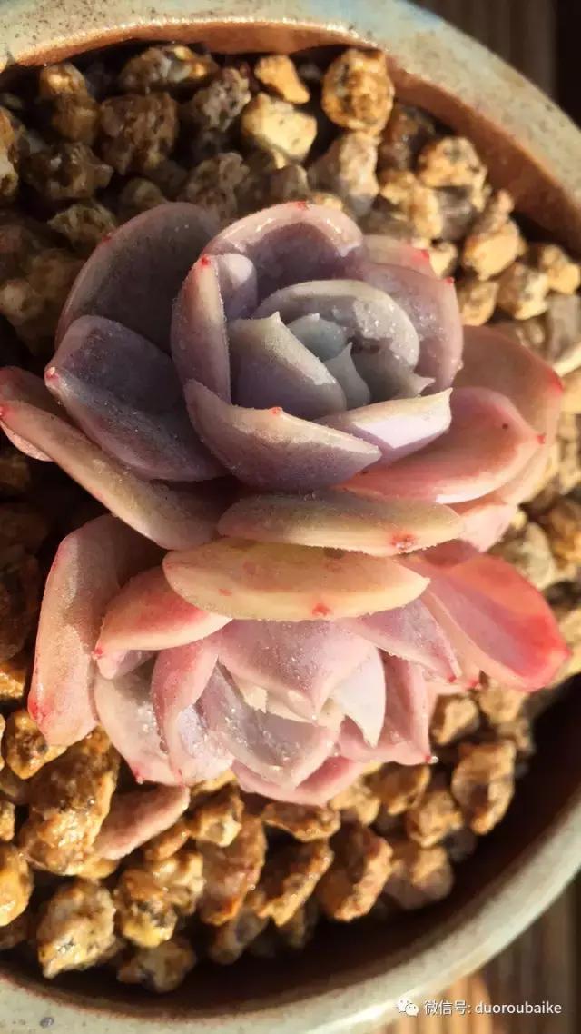 一入肉坑深似海下一句,一入肉坑深似海