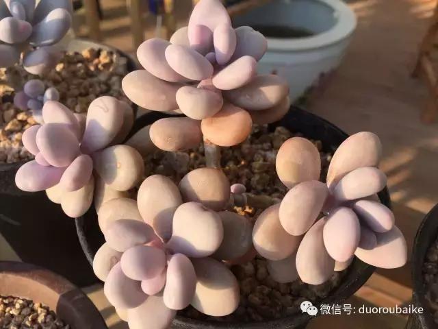 多肉为什么比较坑,多肉基础知识详解