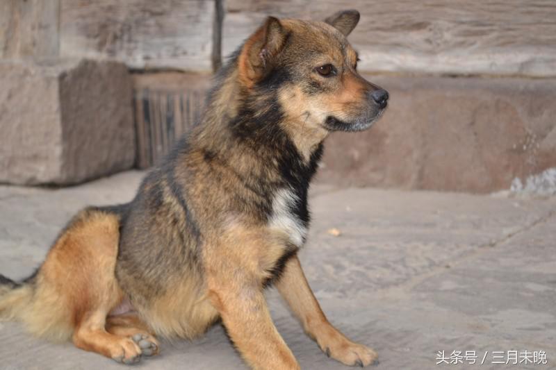 生活中二十种常见狗狗的价格，哪个最名不符实