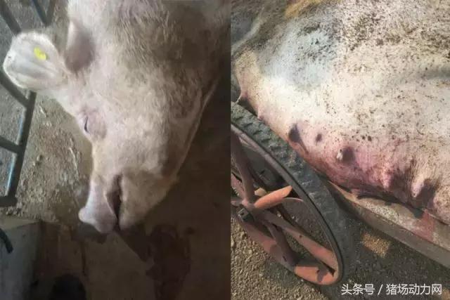 缩宫素可以加在精液里吗？怀孕母猪站不起来？这里有答案