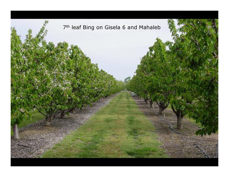 甜樱桃可持续发展的措施,美国加州樱桃