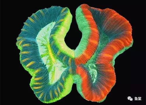 珊瑚发白是不是营养太低了,珊瑚的种类和长相