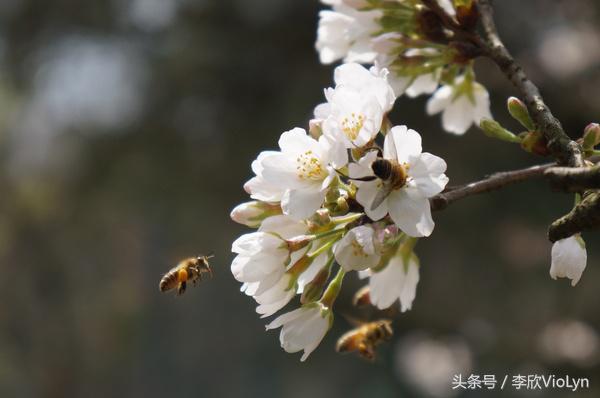 青岩｜一盏清茶一抹暗香，一段黔南往事
