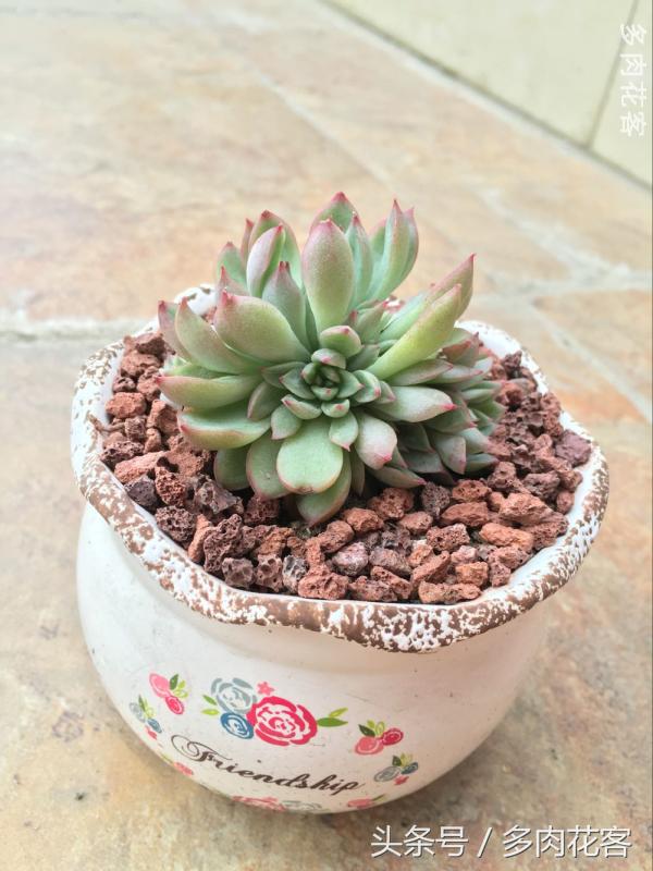 有一种肉肉叫做别人家的多肉第9期简月的肉肉