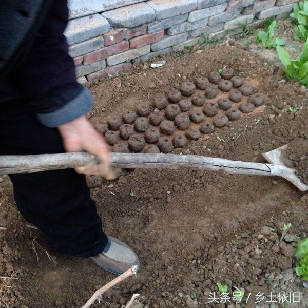 荒地种植蔬菜步骤和方法,土地怎么种蔬菜的教程