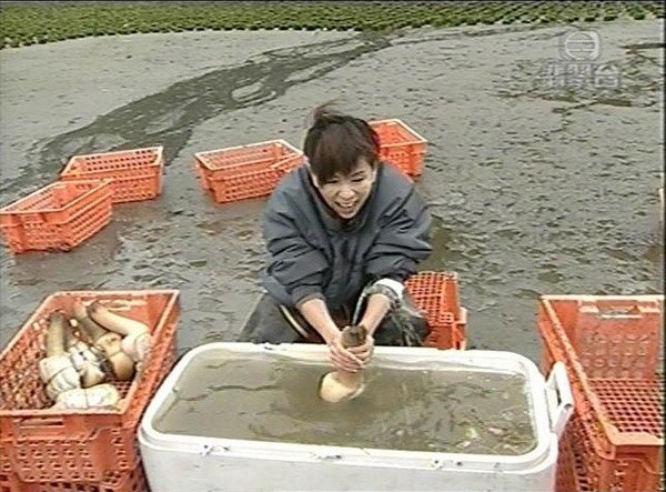 捕捞到各种鱼,捕捞到岸分拣