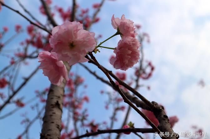 不用去日本深圳就能看樱花,日本樱花必看