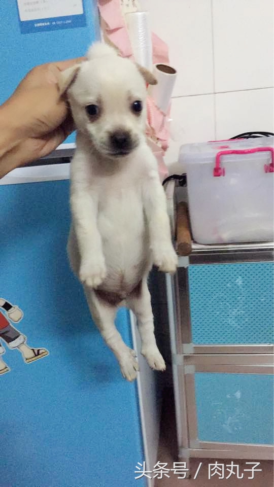 狗瘟方案,狗瘟自愈的药