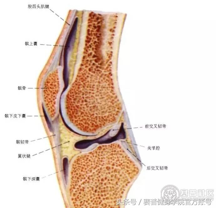 健身族如何预防膝关节疼痛,健身膝盖损伤怎么恢复