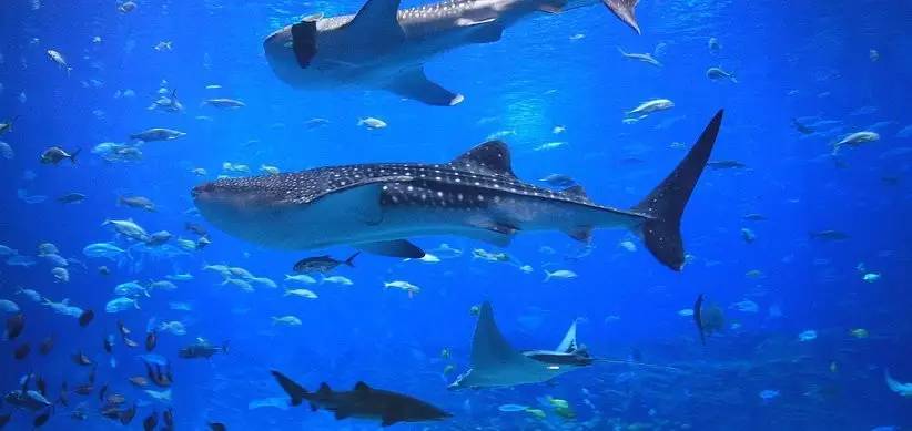 亚特兰大可口可乐,亚特兰大的可口可乐