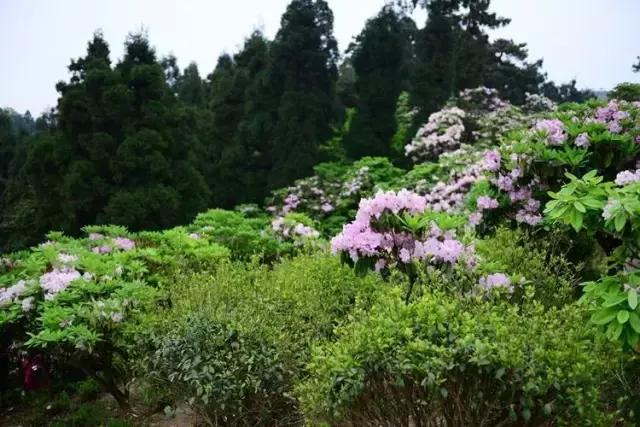 发票与存根不符,购货发票是内部证据吗