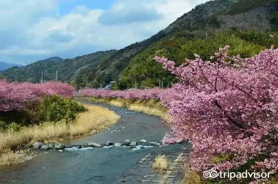 正逢樱花烂漫,何必远行带上这份攻略带你去赏樱