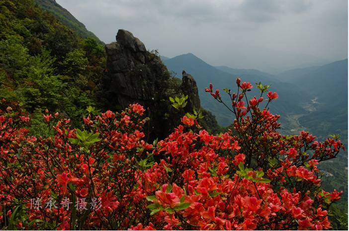 满山的杜鹃红艳艳纯音乐,满山杜鹃红艳艳