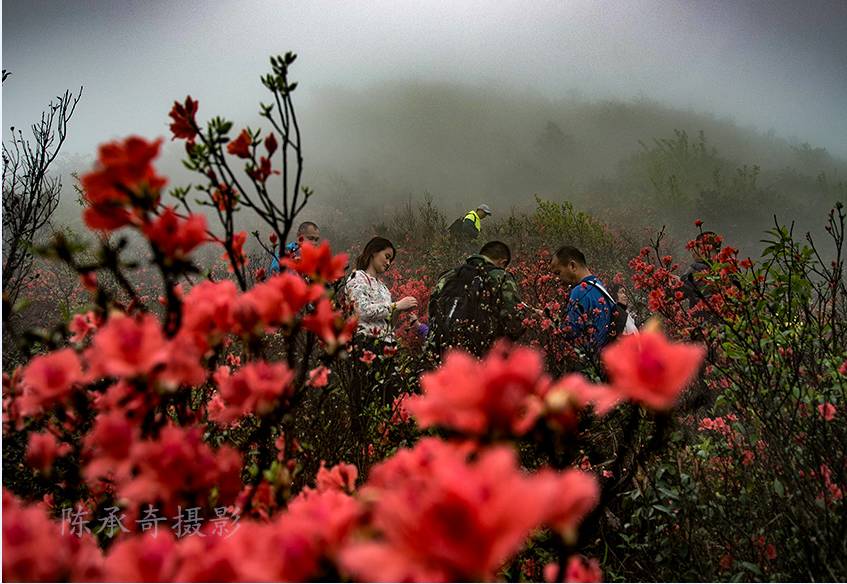 满山的杜鹃红艳艳纯音乐,满山杜鹃红艳艳