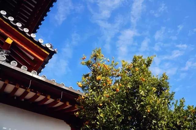 日本奈良看小鹿,日本奈良看小鹿视频