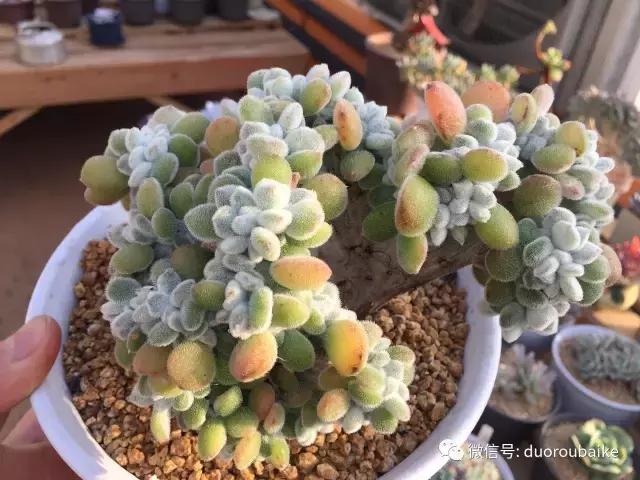 多肉为什么比较坑,多肉基础知识详解