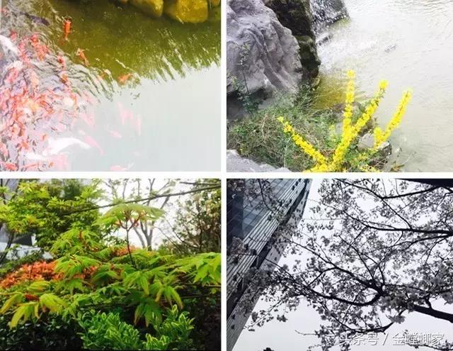 对不起，我要去金螳螂上班了，记得装修找我哦……