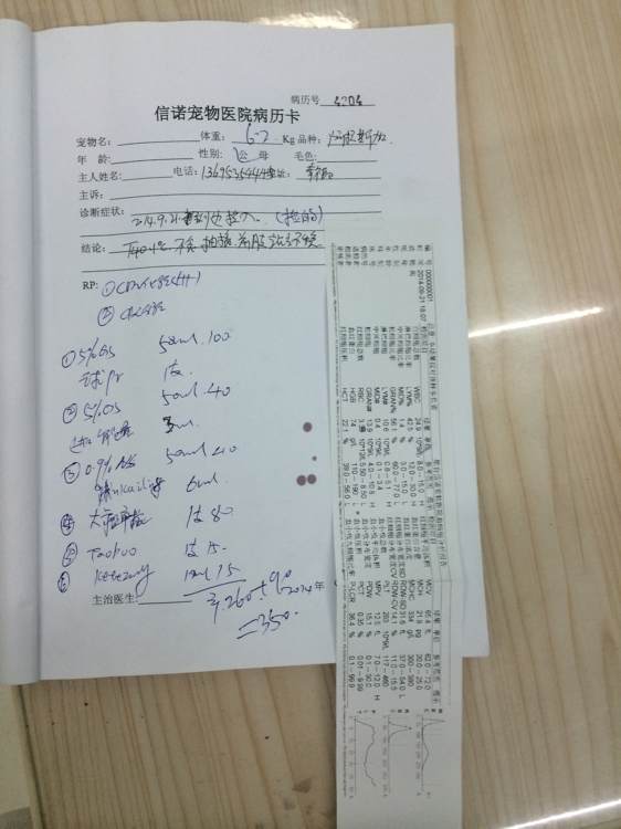 晚上捡到一只阿拉斯加,女子捡到阿拉斯加犬急寻主人