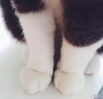 这么可爱的白手套，我能抱着摸一年！