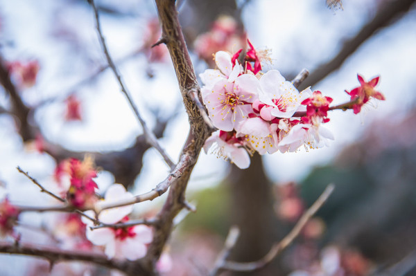 樱花烂漫几多时完整版,日本樱花节赏樱攻略视频大全
