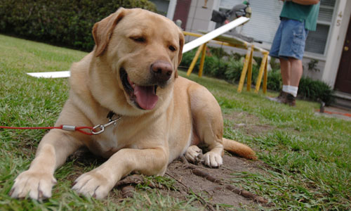 狗狗过敏性皮炎的治疗,狗狗皮炎怎么治疗最有效