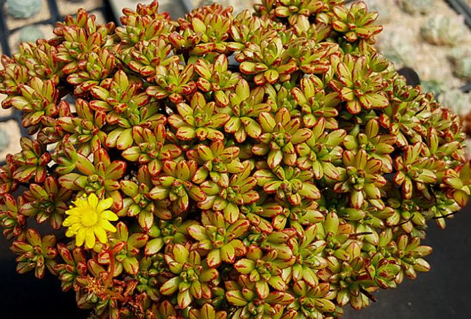 多肉防小人,多肉植物招小白虫怎么防治