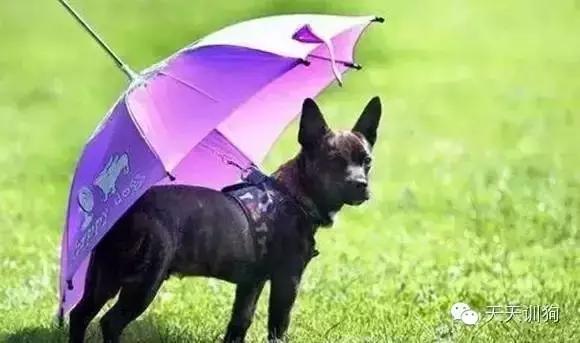 狗狗雨天出去怎么弄干净,如何教狗狗下雨天不出门