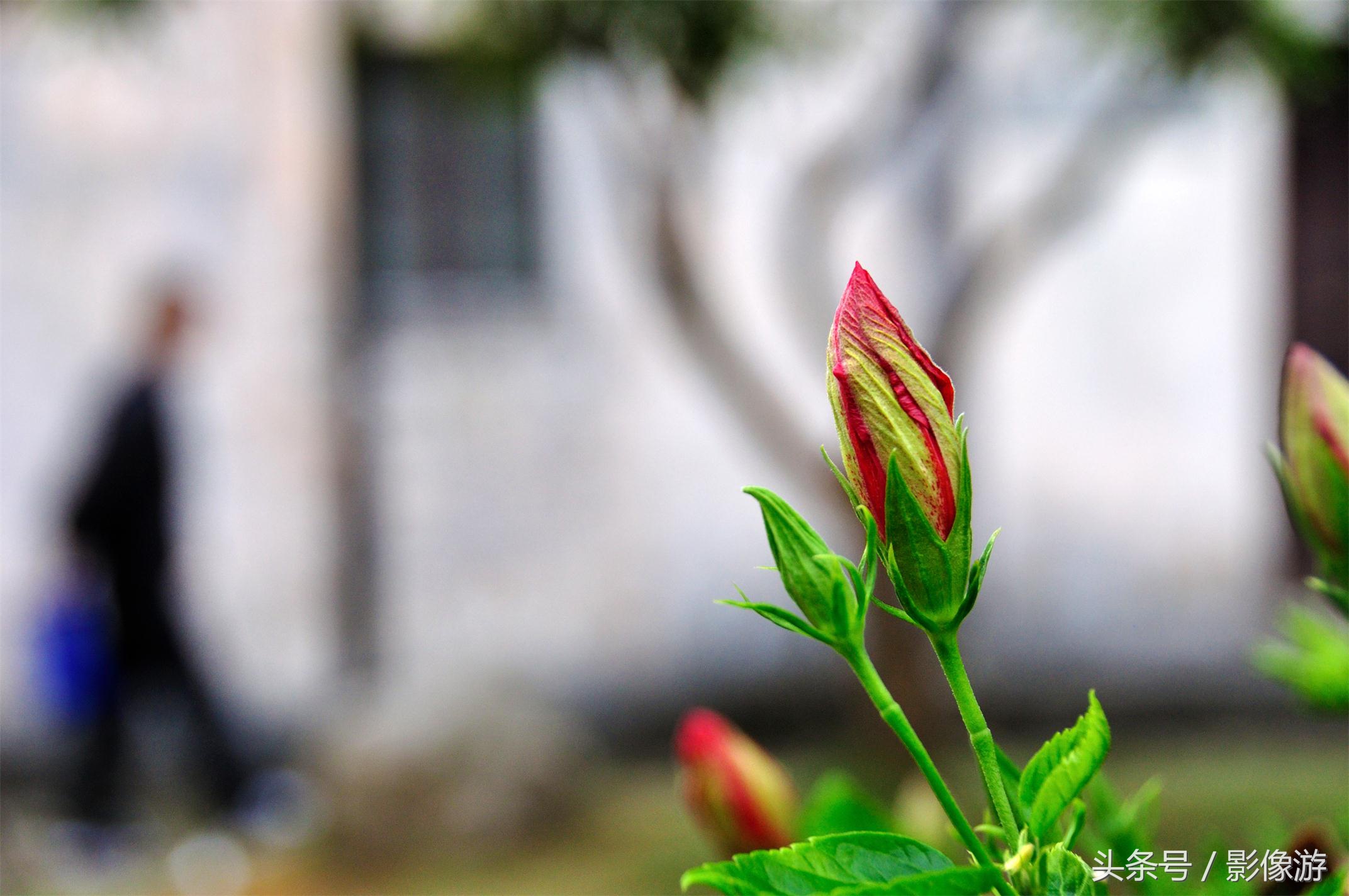 深圳观澜版画村地址,深圳清明踏青线路推荐