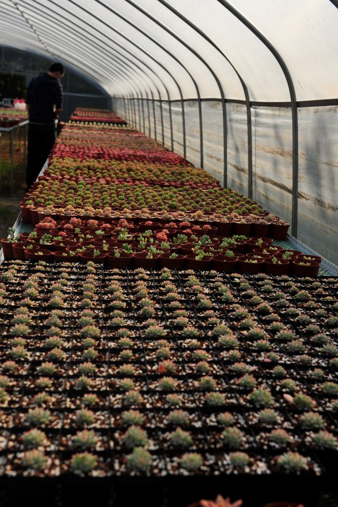 韩国多肉大棚和国内有什么区别,韩国多肉和国内多肉植物的区别