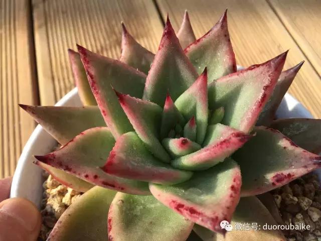 多肉为什么比较坑,多肉基础知识详解