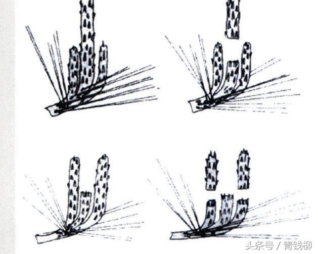 松树盆栽的养护,黑松树怎么养护和管理