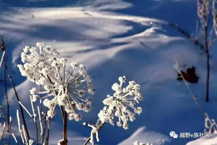 陪伴是最长情的告白——我和切诺基的故事