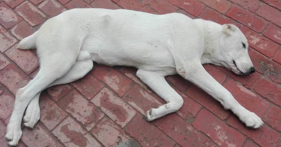 狗狗腿软蹦不上床怎么回事,狗狗腿软突然不能走路