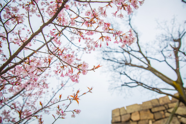 樱花烂漫几多时完整版,日本樱花节赏樱攻略视频大全